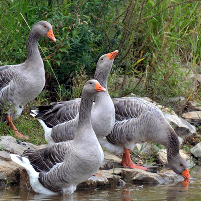 井掌柜散养红嘴雁鹅朗德鹅鹅灰鹅黑嘴雁鹅马岗鹅新
