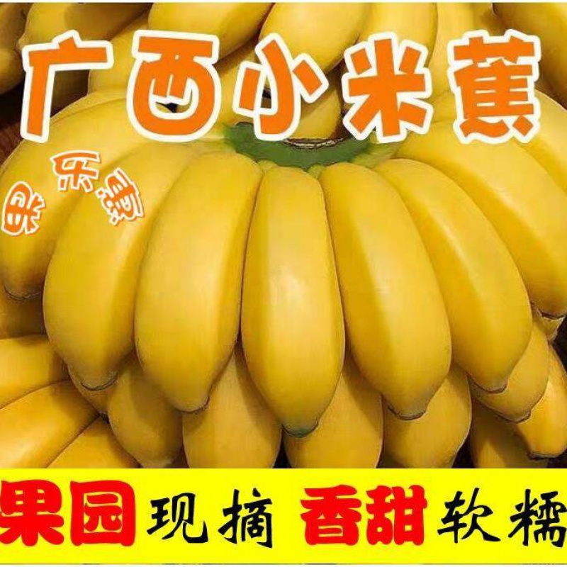 广西香甜小米蕉9斤/5斤/3/1斤小鸡蕉/芭蕉/小香蕉/当季新鲜水果皇帝蕉 小米蕉三斤 普通装(个头一般)