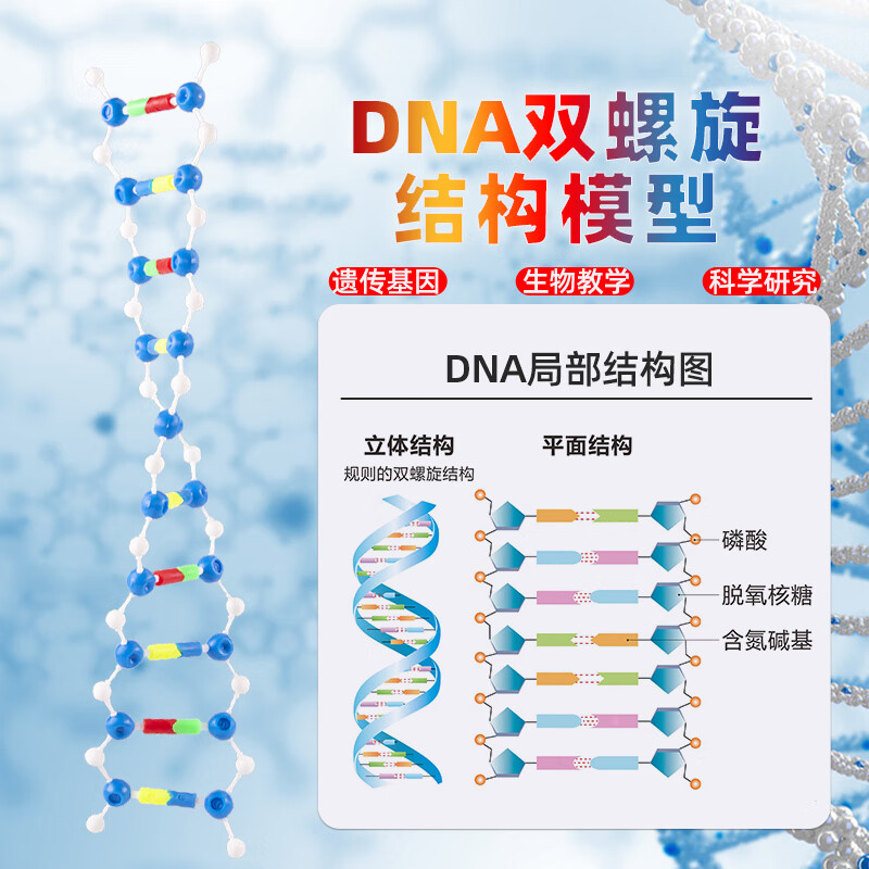 dna双螺旋结构模型组件 小号分子结构模型拼装版遗传基因和变异演