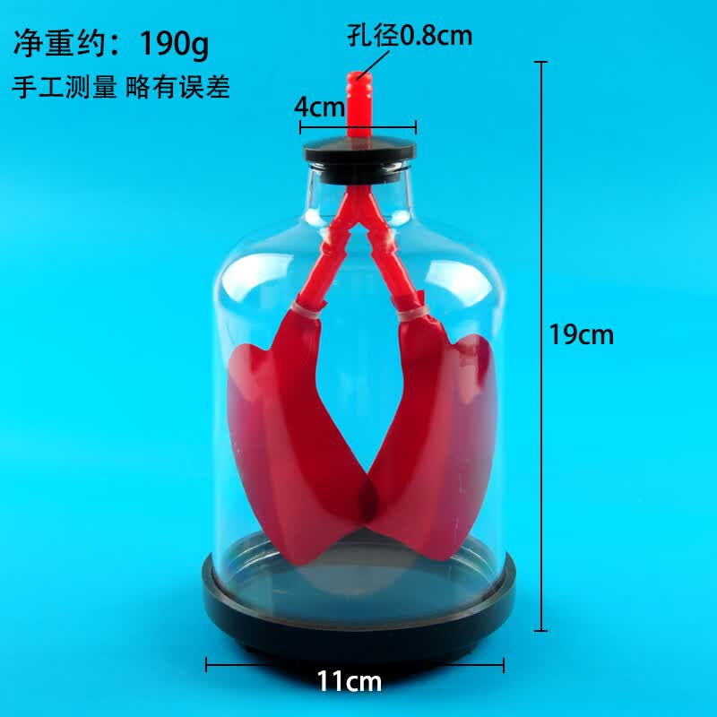 膈肌运动模拟器演示器 肺工作模型装置 人体肺呼吸运动模型实验器