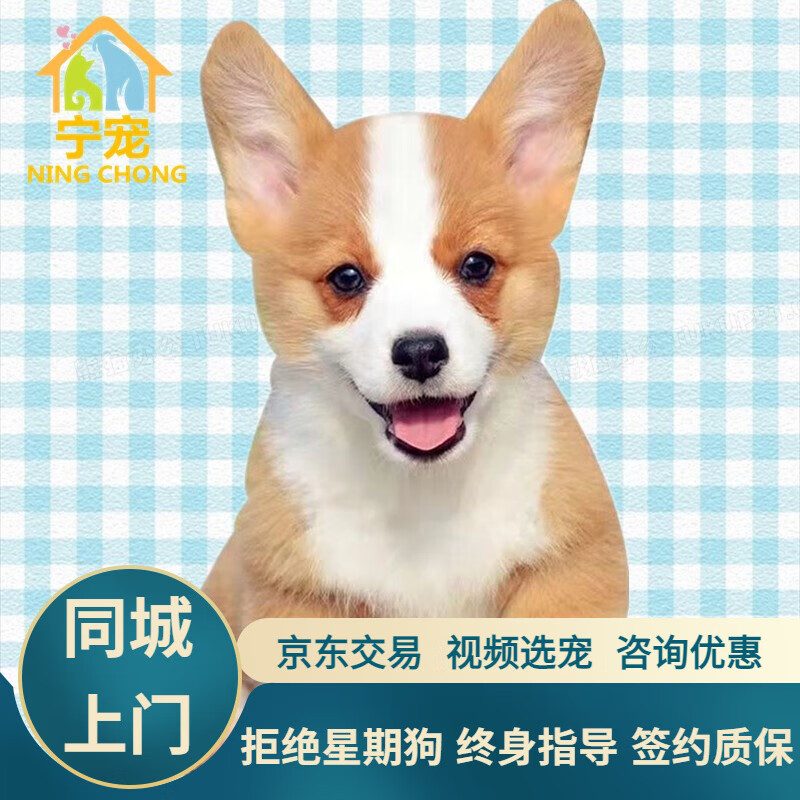 柯基犬柯基幼犬宠物狗狗活体犬柯基犬短腿狗小狗崽活物双色三色 混血