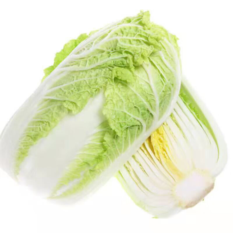 【48小时发货】黄心白菜新鲜蔬菜应季现货山东大白菜整颗白菜自种装 5