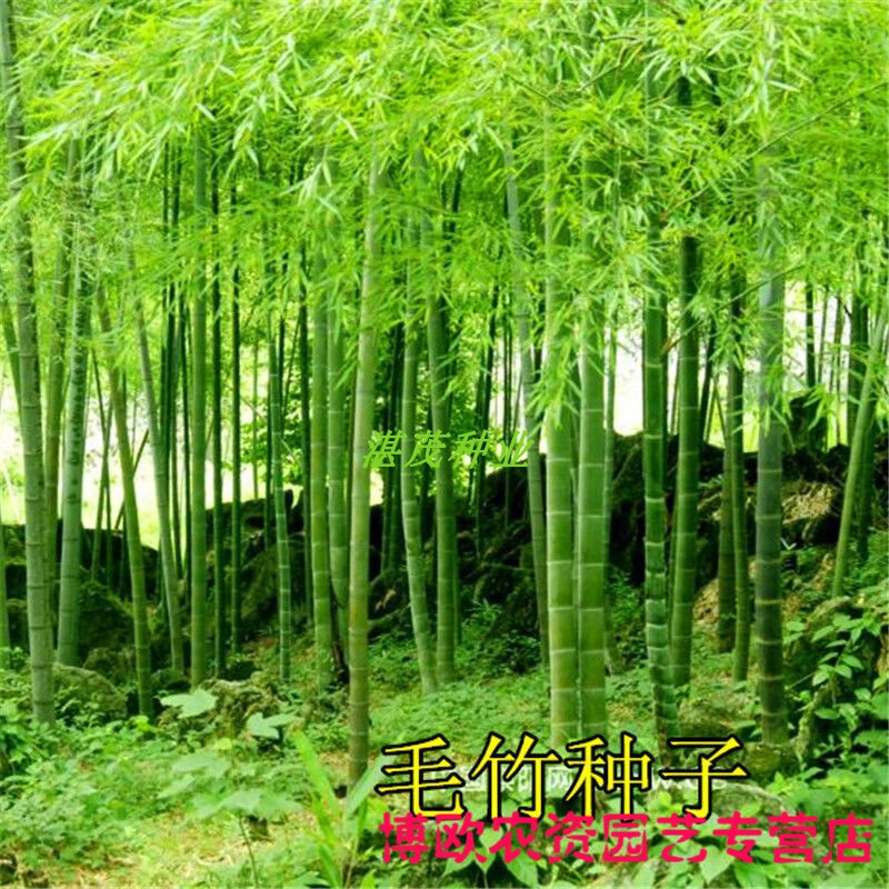 大型毛竹种子 四季种植竹子种孑 食用竹笋大青竹子种籽 一级毛竹种子
