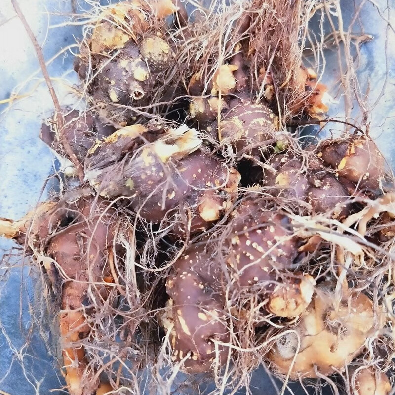贵州野荞麦金荞麦中药材野南荞开金锁苦荞头新鲜采挖晒干野荞根片
