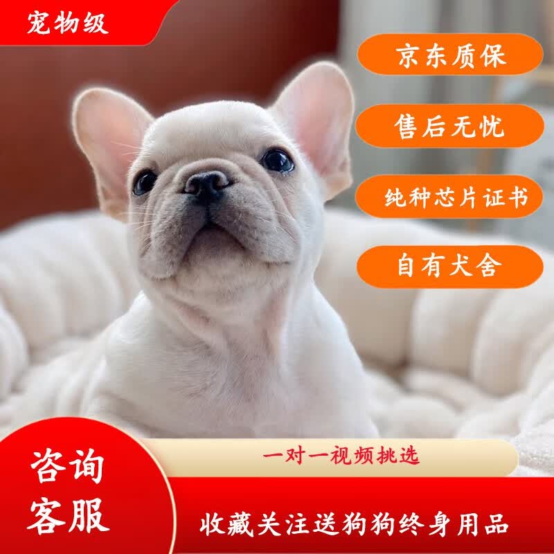 果粒之星纯种法斗狗狗活体宠物狗幼崽法斗幼犬法国斗牛犬法斗犬小型犬 宠物级高性价比高么？