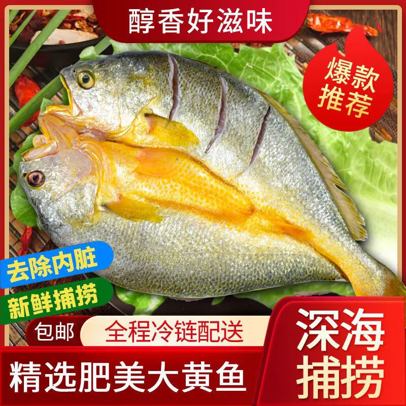 南美豹【2条】黄鱼广东湛江特产淡盐黄花鱼新鲜冷冻大黄鱼海鱼海鲜