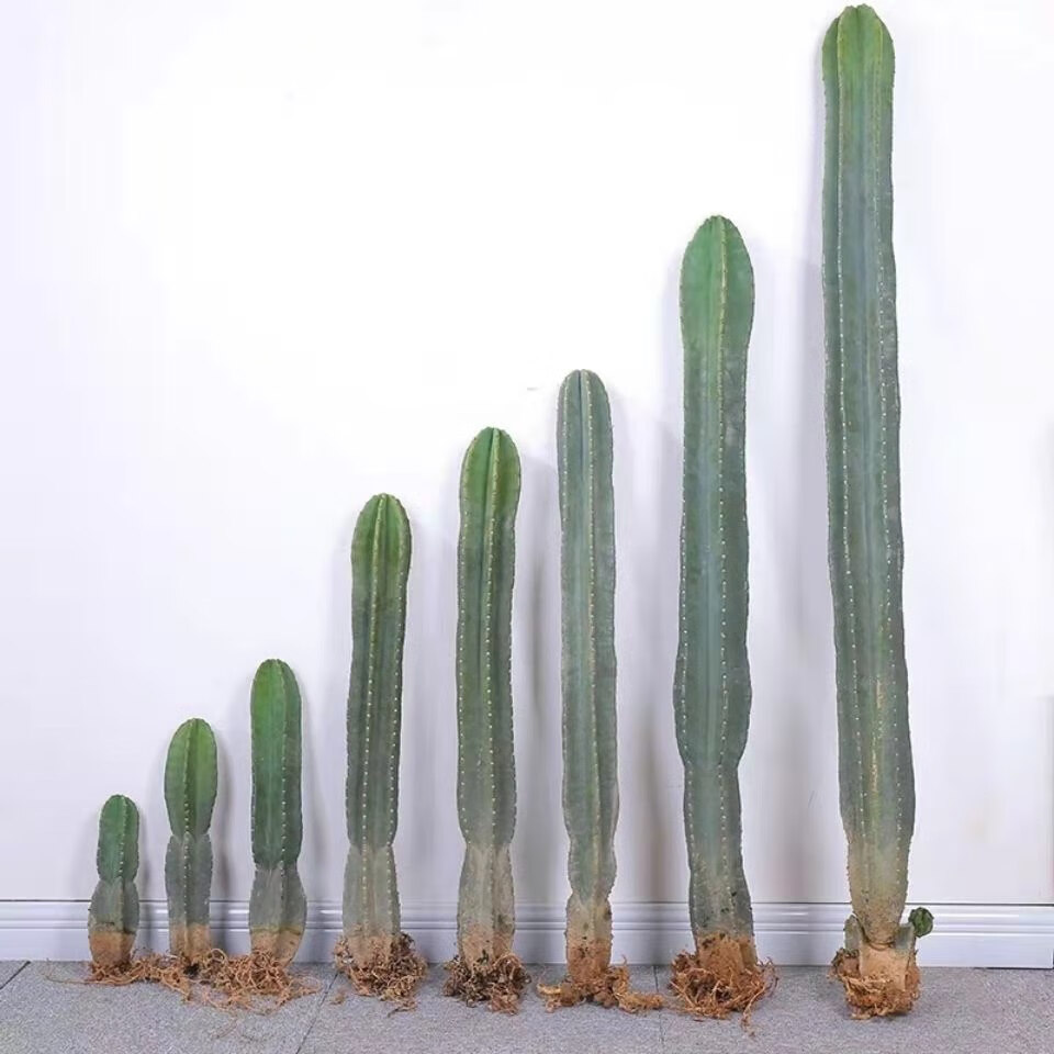 惜林园量天尺仙人柱龙骨四季常青仙人掌多肉植物好养客厅观赏绿植易