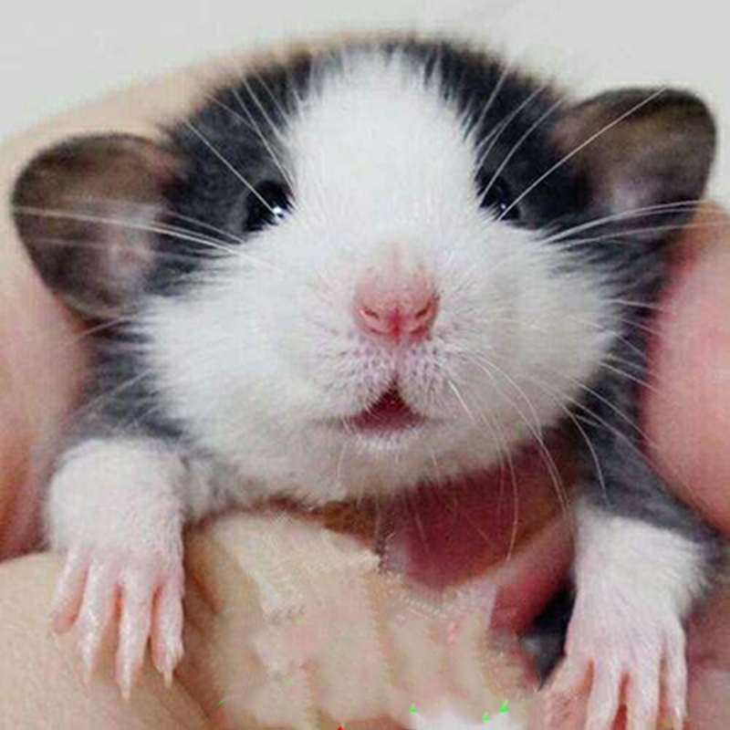 double yellow花枝鼠活体宠物飞象耳花枝鼠花枝鼠小宠物全国包活飞象