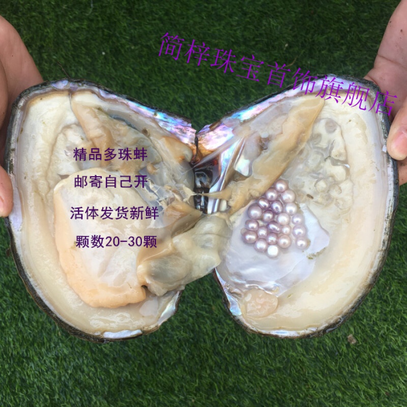 简梓 珍珠贝活体 山下湖产地淡水珍珠特大河蚌寄多珠活蚌自己开可diy
