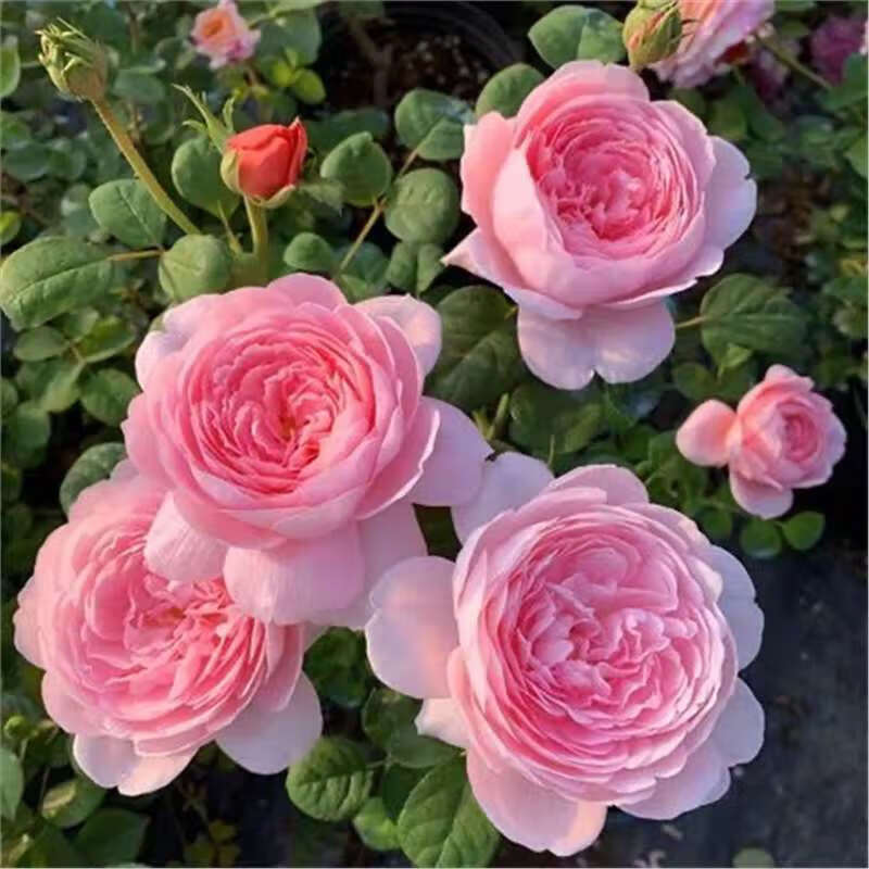 曼杉園粉色龍沙寶石月季花苗藤本爬藤薔薇花苗庭院植物粉龍盆栽月 瑞典女王1.5米高大苗