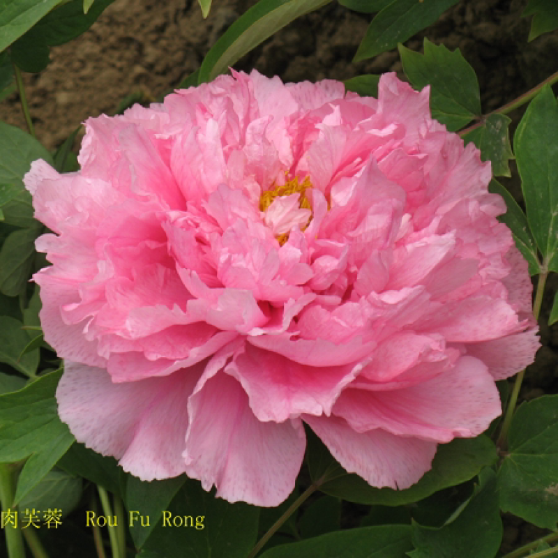 牡丹花苗四季易种芍药树苗室内盆栽室外庭院耐寒开花易活植物 肉芙蓉