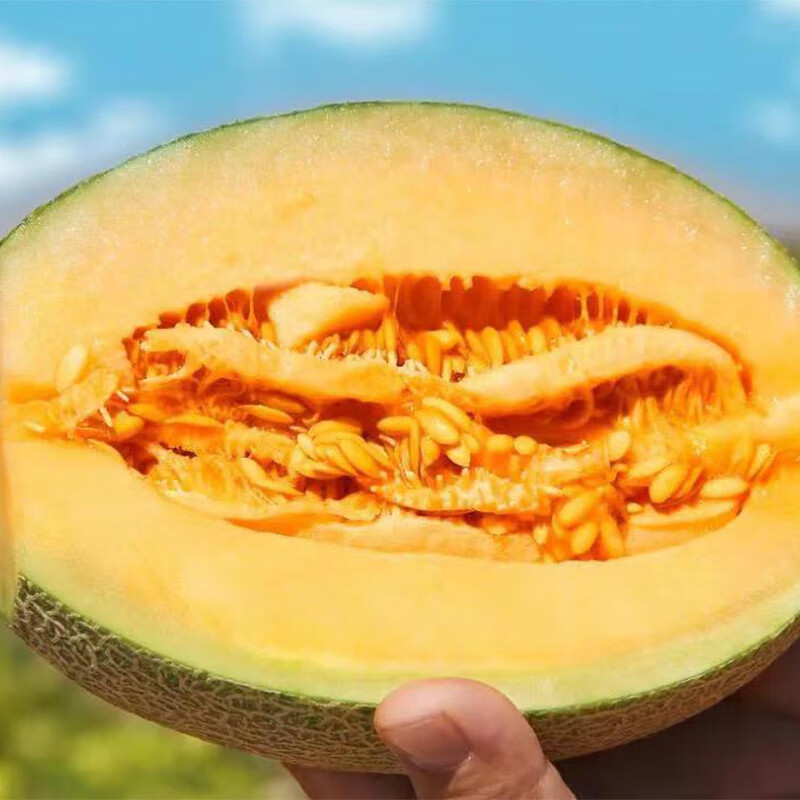 田园东方西州密瓜 应季新鲜水果（按压有弹性再食用） 哈密瓜带箱 5斤装（净重4.5斤）约2个