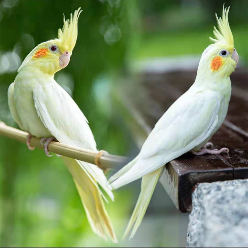 活体宠物鸟活物小鸟学舌鸟说话鸟唱歌鸟鹦鹉 黄化玄凤2只(一公一母)