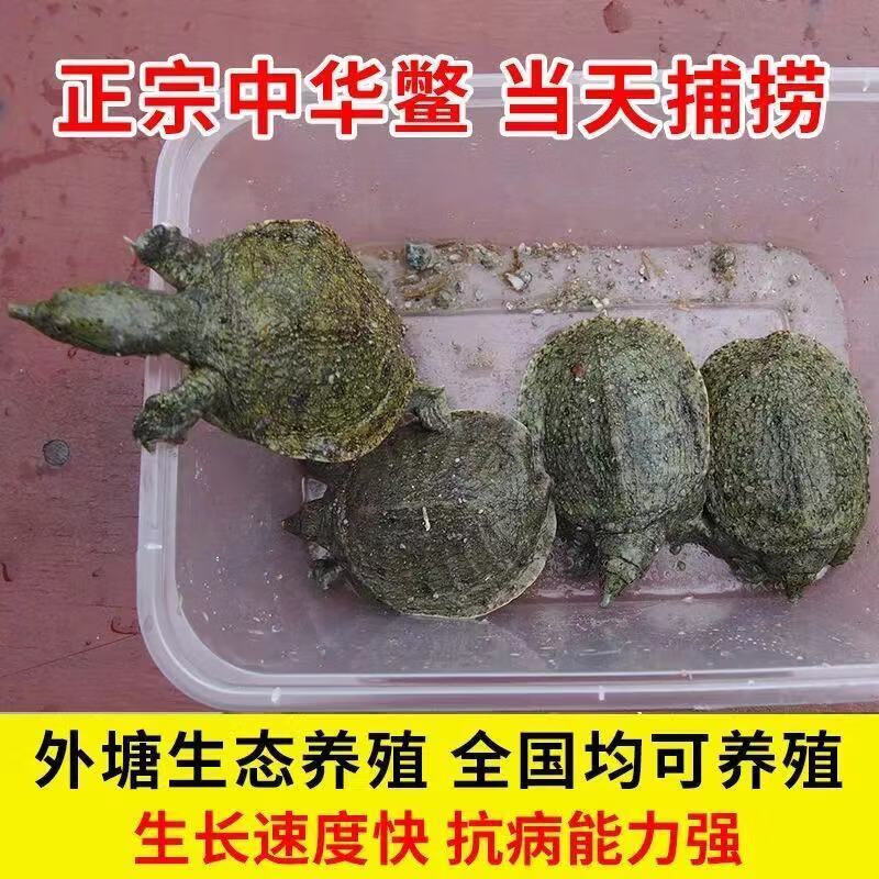 甲鱼怎么分公母图片