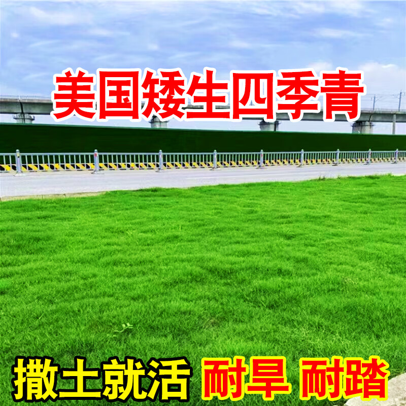 春枝韵草坪种子矮生四季青草坪草籽庭院绿化四季常青护坡草种子免修剪