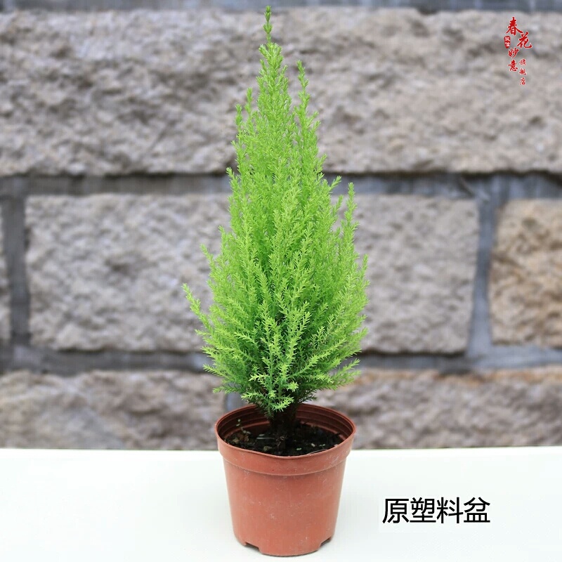 盆栽香松圣诞小松树皮球松常青植物 香松不含盆35厘米 默认分类