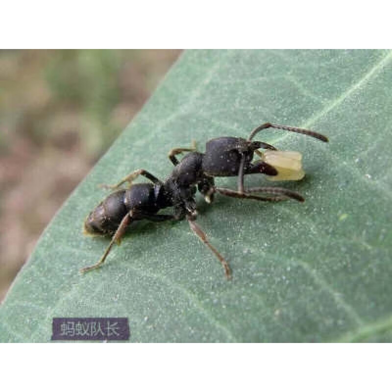 园兴蚂蚁尸体蚁后尸体标本昆虫标本制作材料diy标本 扁头蚁后尸体一只