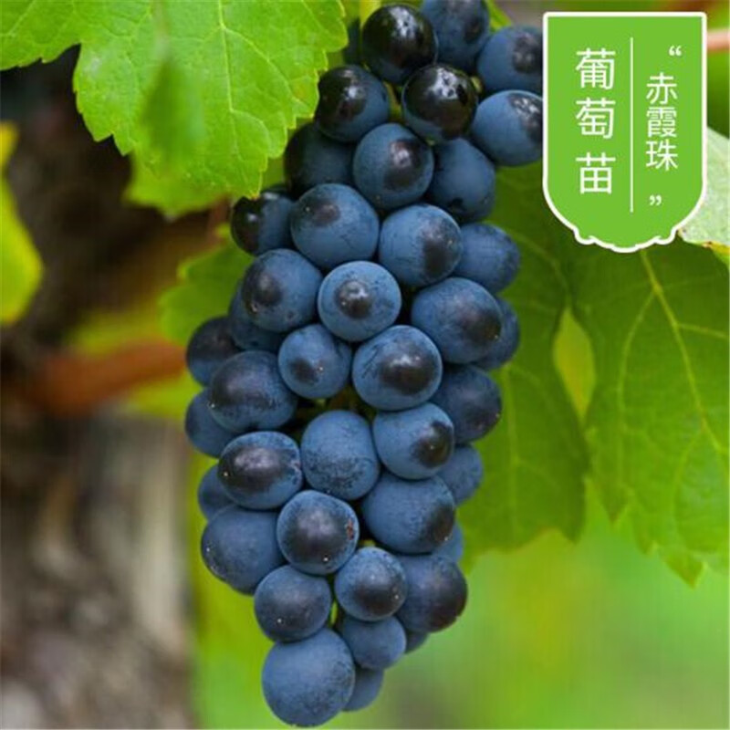 树苗 葡萄苗南北方庭院阳台盆栽地栽果树苗 赤霞珠 十二年超大苗爆果