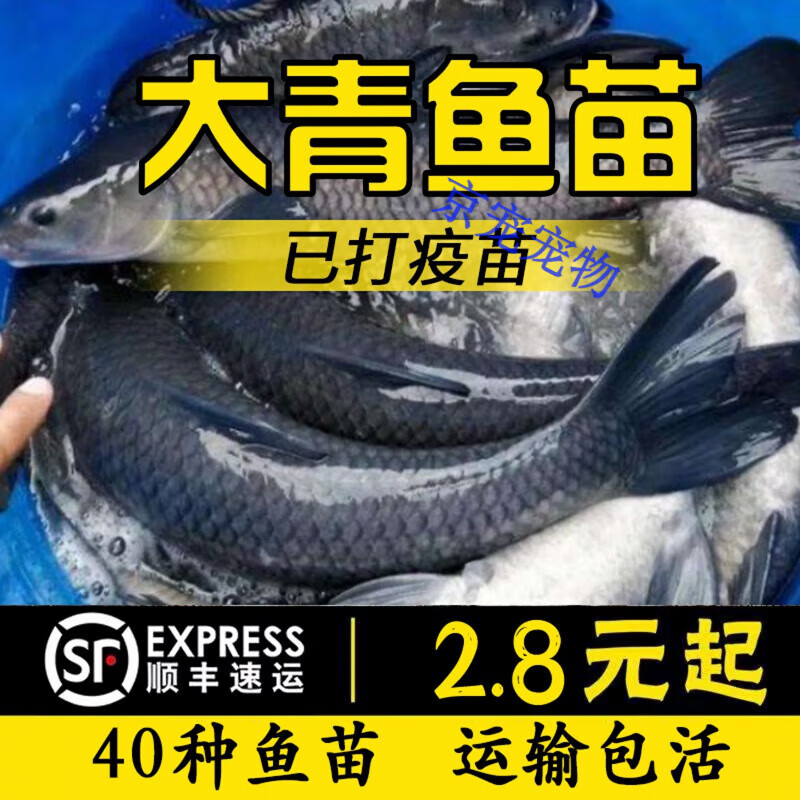 采缇(caiti)大青鱼活体淡水养殖鱼冷水乌皖鱼灰草鱼吃螺丝  螺蛳青6-8