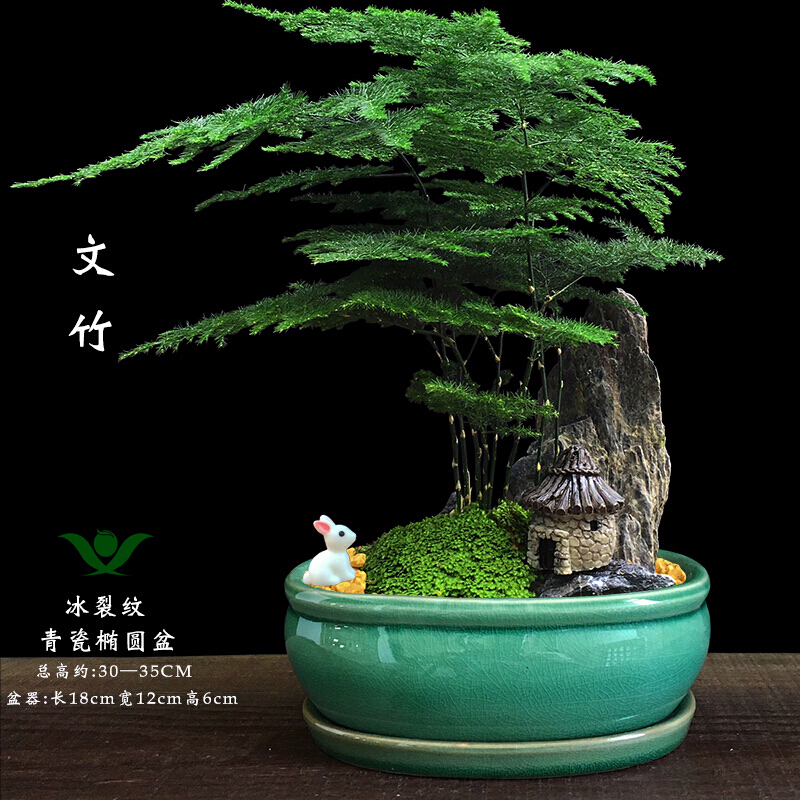 苔藓山石盆景微景观竹子办公室绿植文竹盆栽花卉植物室内好养 【文竹