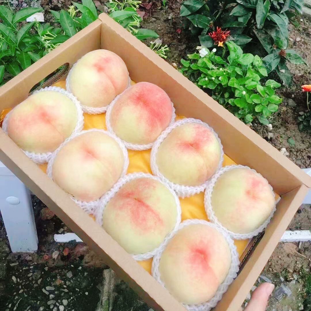 查桃历史价格的网站|桃价格走势图