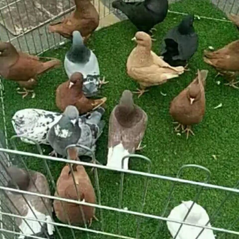 元宝鸽纯种鸽子活物一公一母一对特大型落地王种鸽子活体肉鸽观赏 单