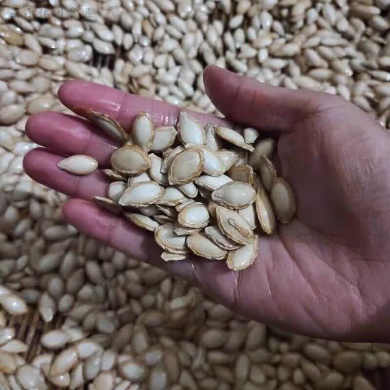 食怀新货 农家毛边南瓜籽 原味 新鲜 饱满 味道好 土南瓜籽老品种 2斤