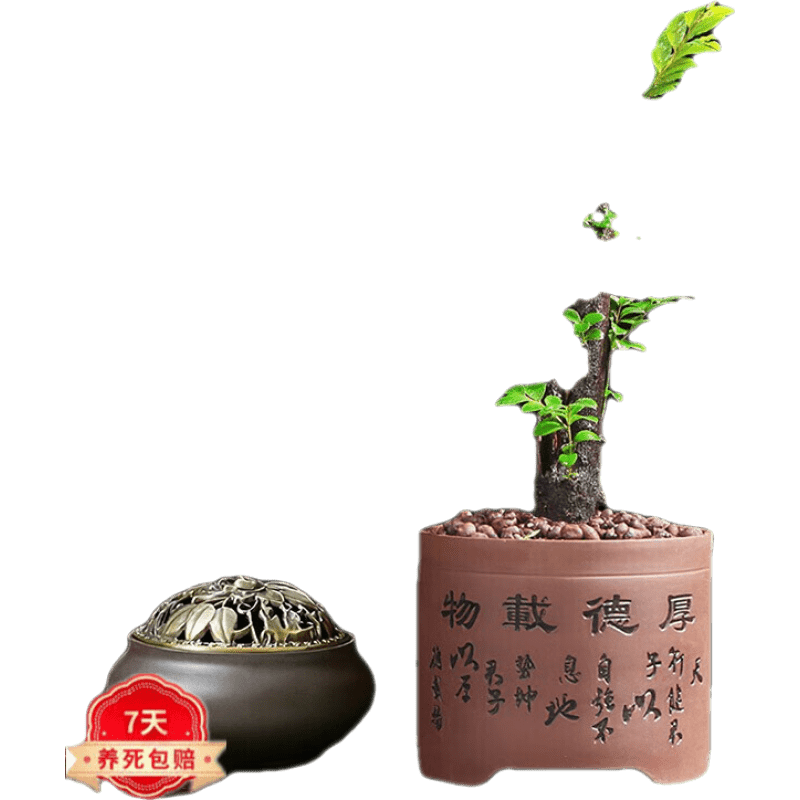 一花之秋 小葉紫檀盆景樹(shù)樁紫檀苗黑骨檀樹(shù)苗 【大獨(dú)桿紫檀】厚德載物紫砂盆