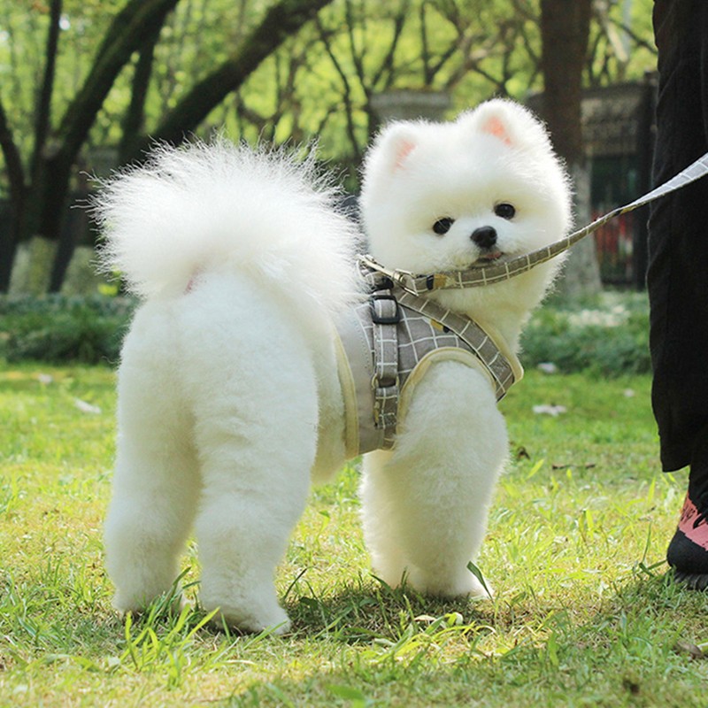 牵引绳胸背带小型犬泰迪狗绳比熊博美遛狗绳子防挣脱宠物牵引 卡其色
