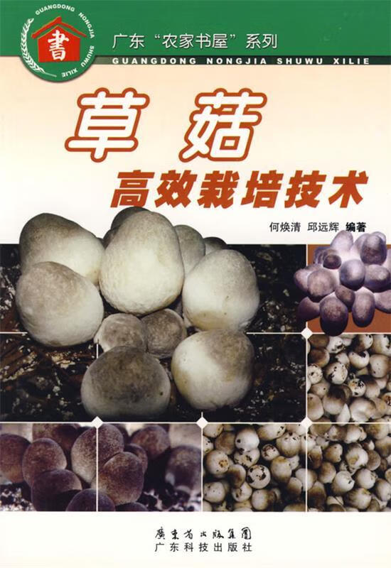 草菇高效栽培技术
