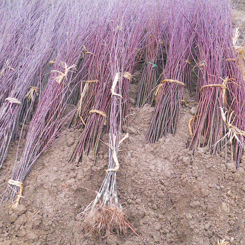 苗木 庭院树 花木 红枫树苗 花卉 绿化植物 景观树 中国红枫小苗(高约