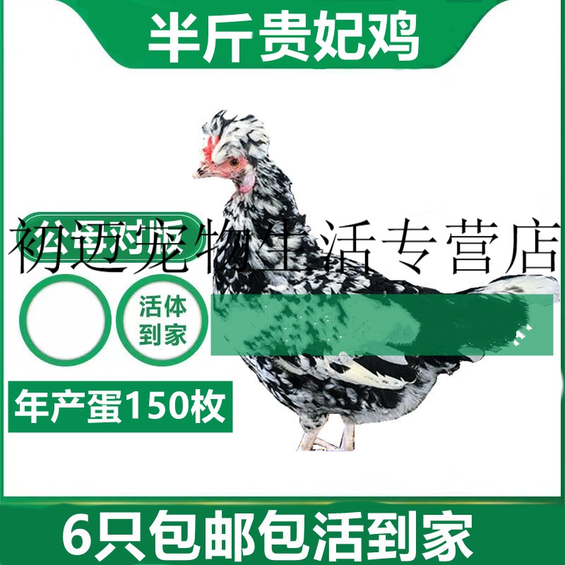 纯种贵妃鸡活体观赏鸡半大青年小鸡仔贵妇鸡脱温活苗到家 1只价(满6只