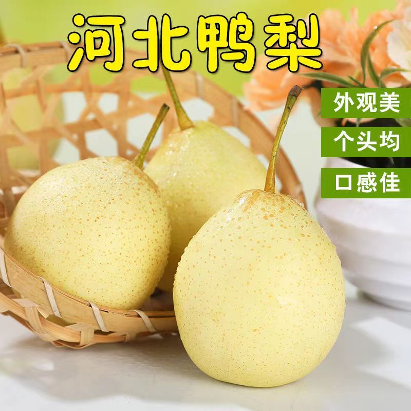 正宗河北鸭梨新鲜10斤水晶梨子水果当季雪梨1.5斤 10斤-(带箱9.