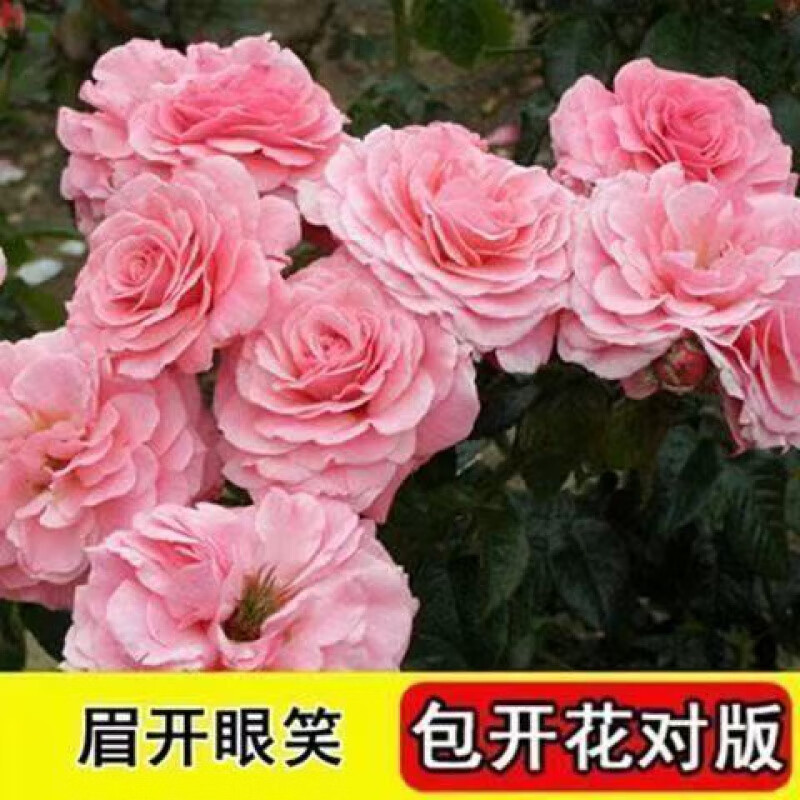 玫瑰花苗四季开花大花月季室内外绿植物盆栽花卉阳台观花植物好养 14.