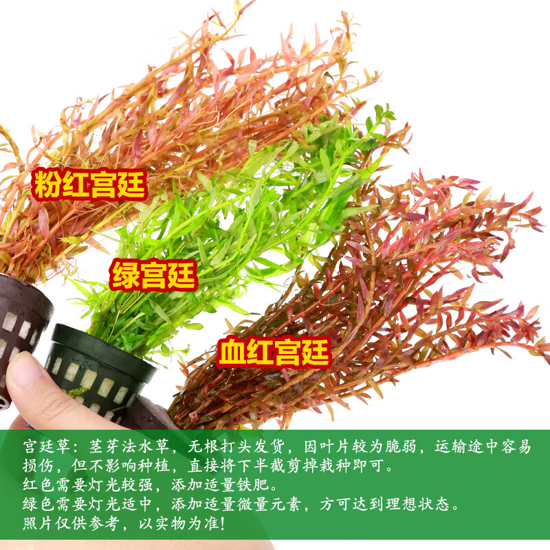 宫廷类水草血红粉红宫廷绿宫廷淡水鱼缸造景中后景红色绿色草造景 血