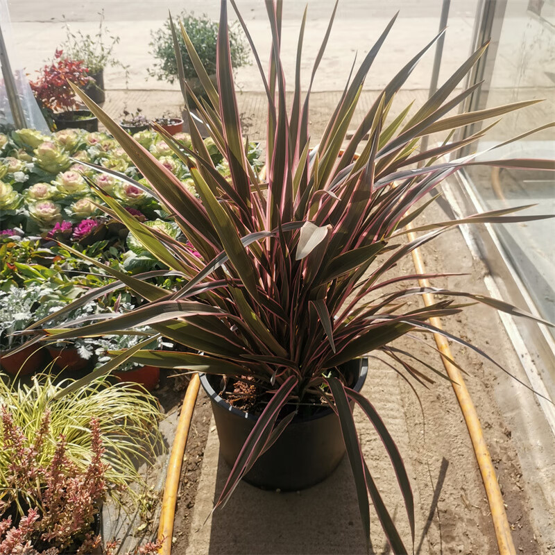 矮中层植物新西兰亚麻 红色珠蕉金边剑麻 金边丝兰 盆栽 新西兰亚麻五