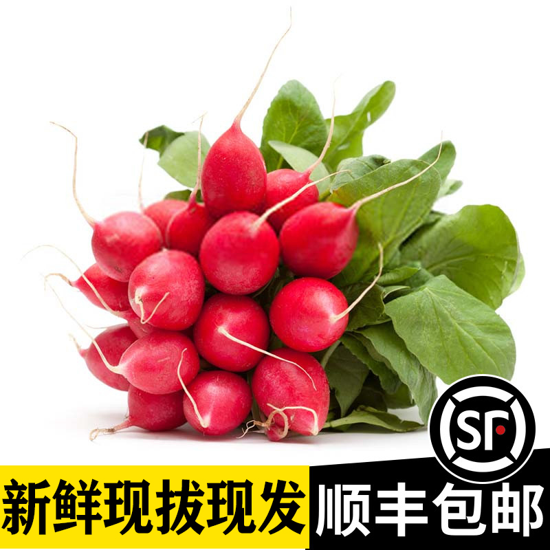 辰实(顺丰)樱桃萝卜 新鲜水果红萝卜圆红萝卜 农家蔬菜迷你小萝卜 3斤