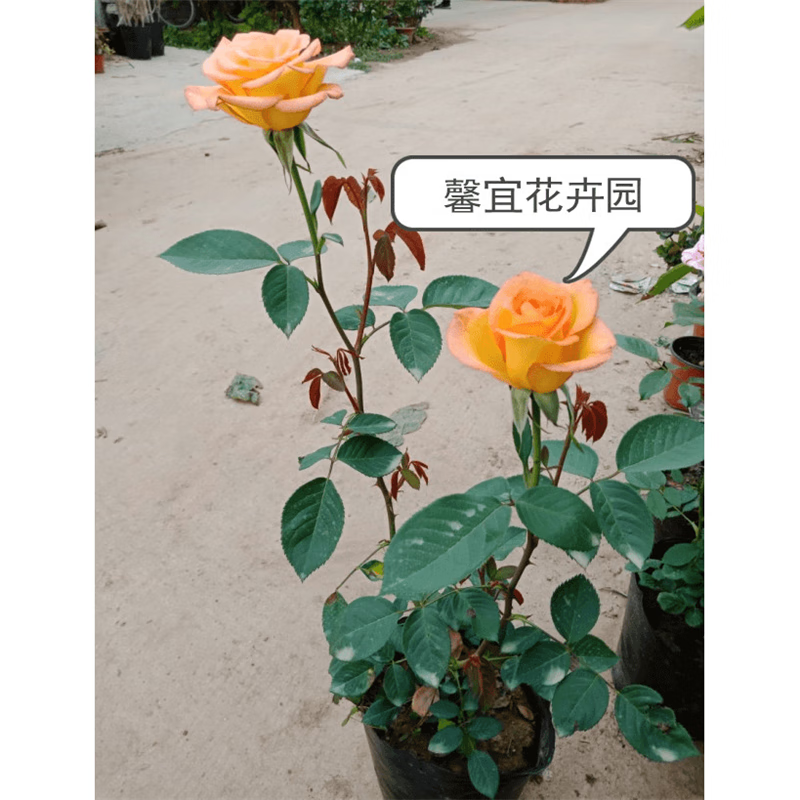 金奖章大花月季  木本灌木月季 耐寒品种月季 橙黄色大花月季 2年苗