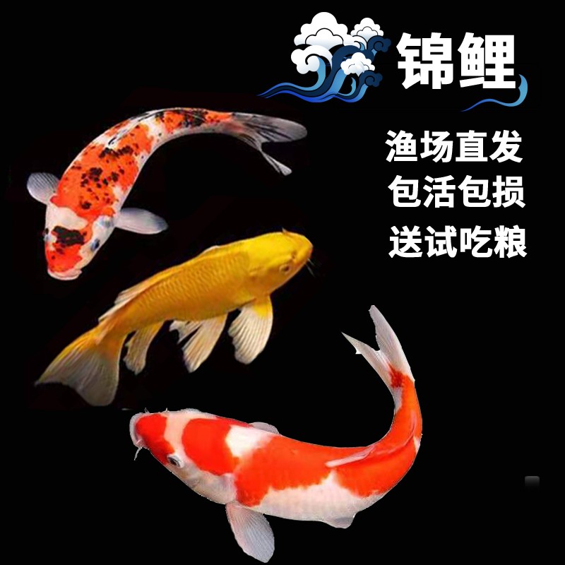 锦鲤活鱼纯种观赏鱼活体小型好养红白三色冷水淡水小鱼苗龙凤金鱼招财