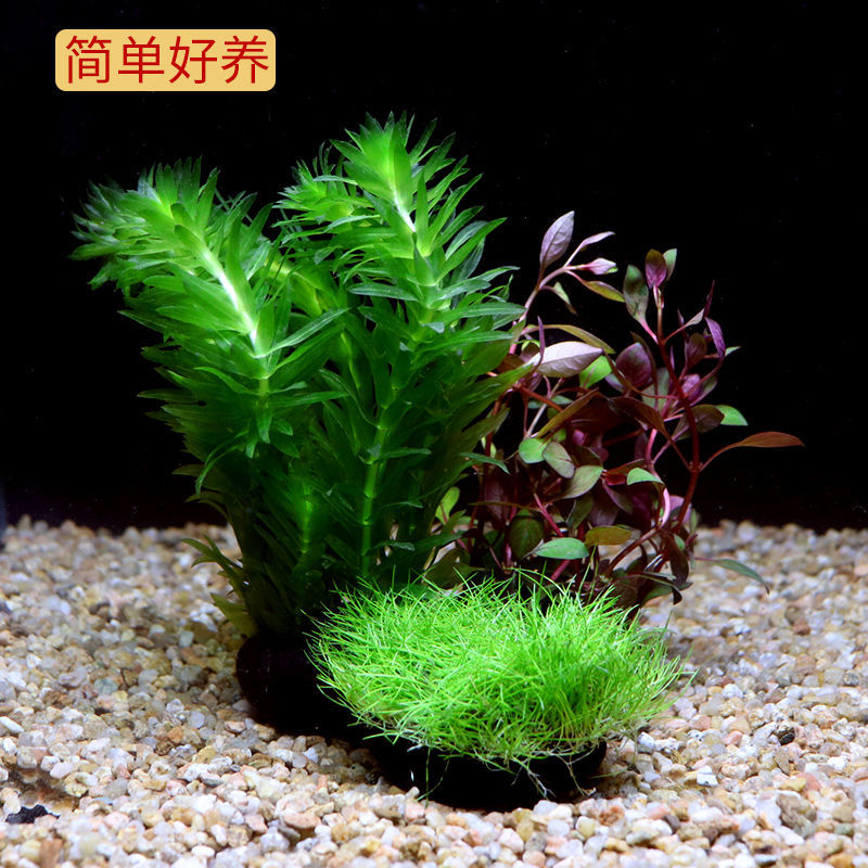 水草植物懒人真水草冷水水草坨草造景 套餐e(牛毛 紫红丁香 蜈蚣草)