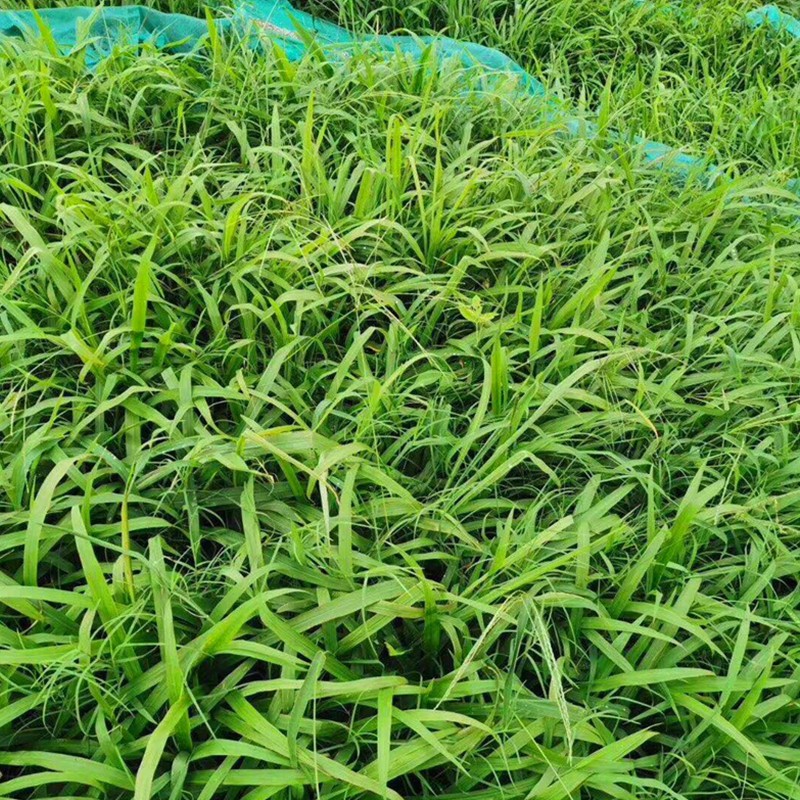 四季常青草籽免修剪耐寒耐热耐践踏公园小区绿化 宽叶草/1斤耐热耐旱