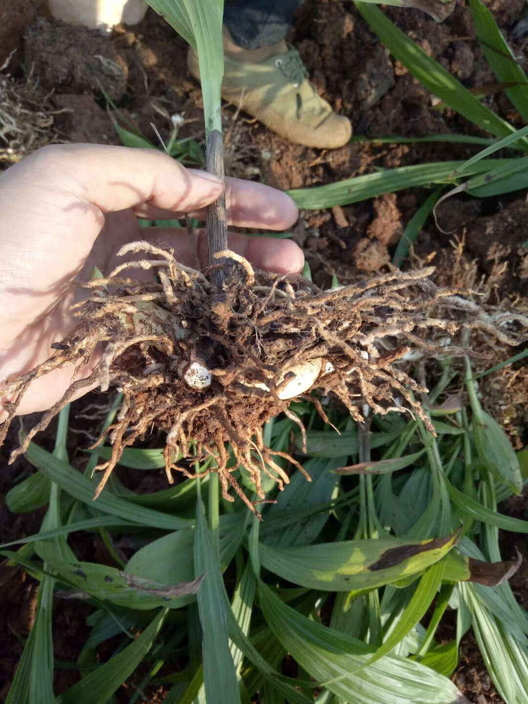 白芨苗籽育小苗种紫花大白芨苗三叉白及种苗块茎云南种植基地 白芨苗