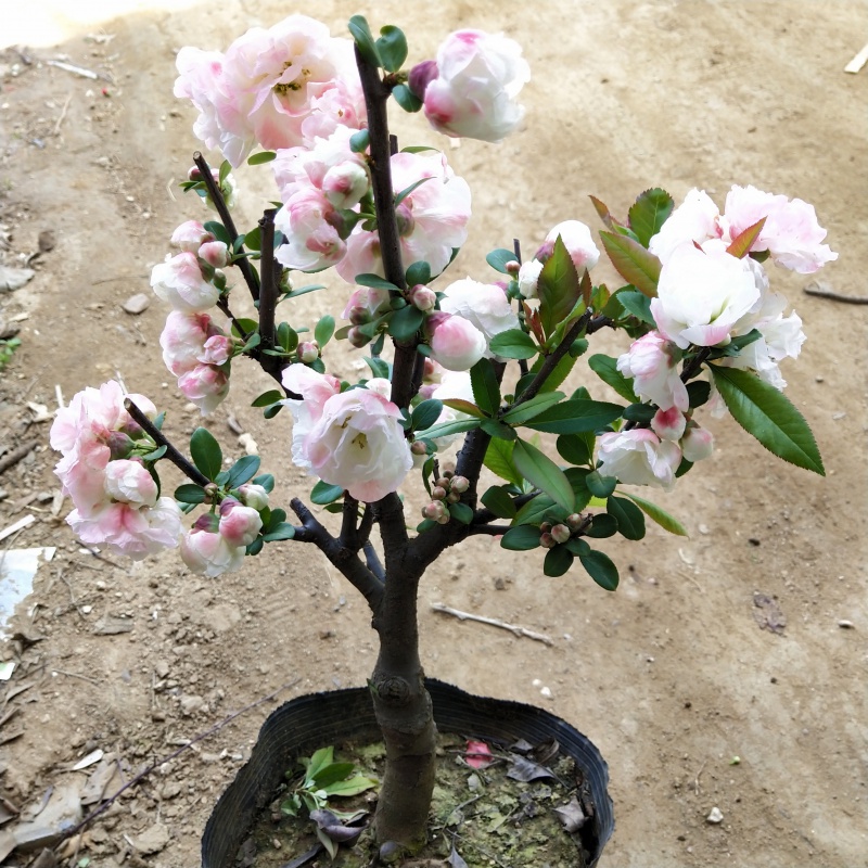 海棠花盆栽海棠树苗盆景老桩花卉植物室内阳台花苗z1 十年海棠 品种