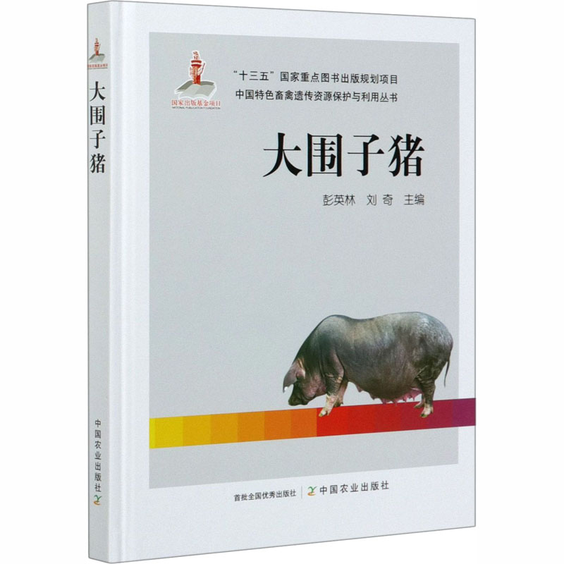 大围子猪
