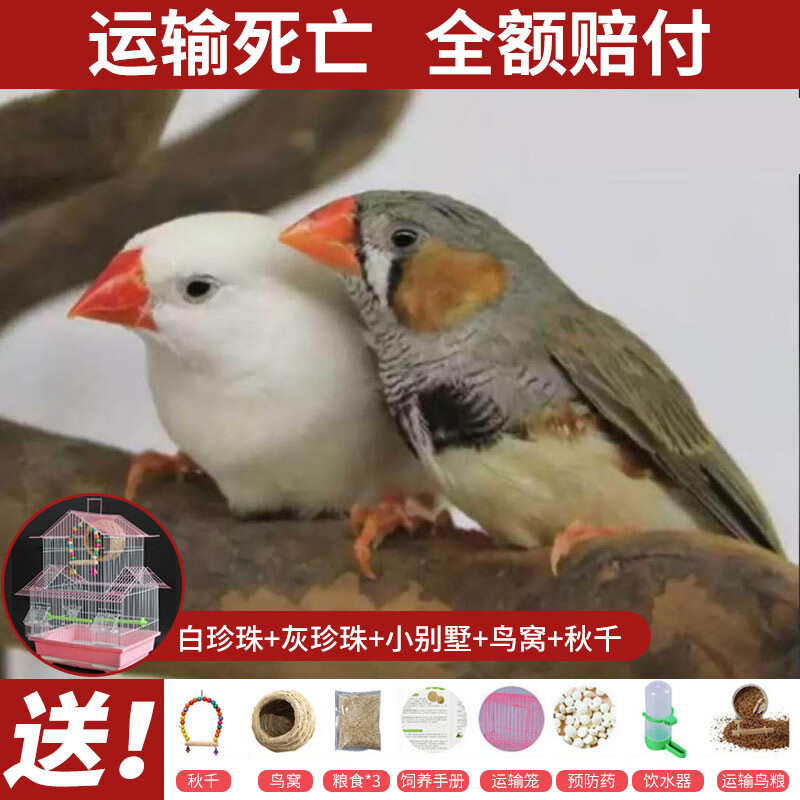 七彩活体小型宠物鸟观赏鸟珍珠鸟活物灰白活体送鸟粮 白珍珠 灰珍珠