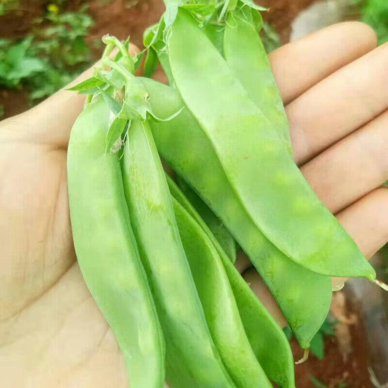 新鲜甜脆菜豆蔬菜荷兰豆豌豆苗豆角四季豆荚 团建新年送礼生鲜 3斤