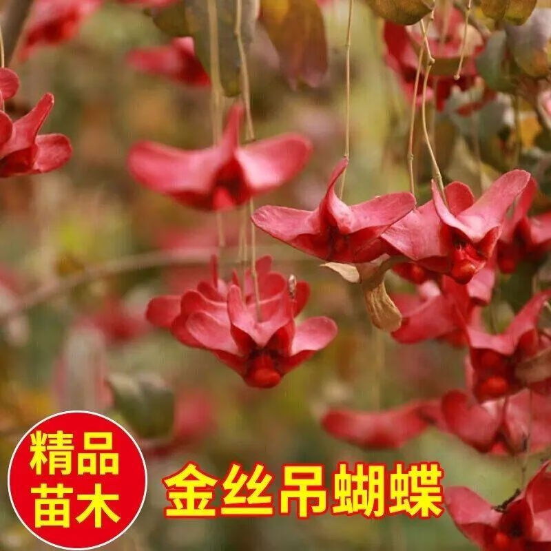 耕禾农金丝吊蝴蝶原生树苗树苗卫矛原生金线盆栽地栽花卉绿植开花庭院
