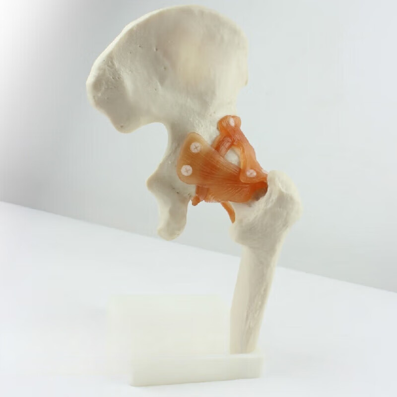模型运动骨骨科科髋关节hip joint股骨头与髋臼球窝关节杆臼关节骨科