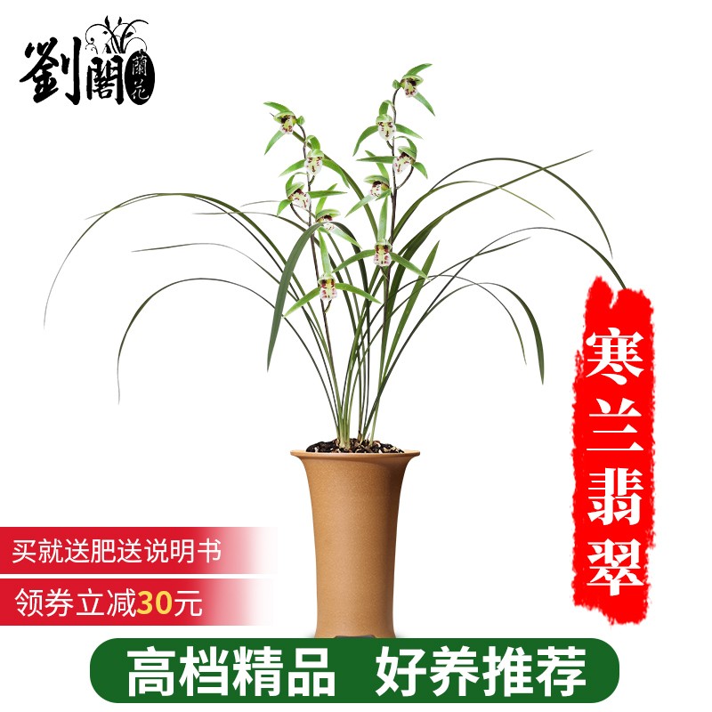 劉閣蘭花建兰四季兰花苗十里桃花 现带浓香花苞出售 有香味的花卉绿植盆栽 寒兰翡翠2苗连体