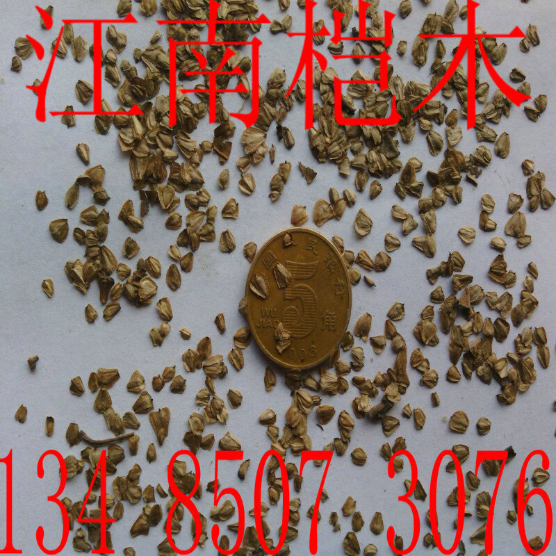 阳澄约定江南桤木种子江南桤木树种桤木树种绿化树苗种子水冬瓜籽护坡